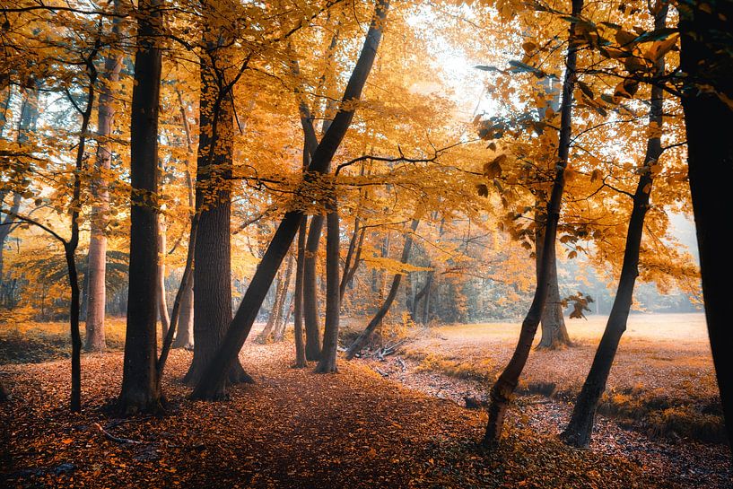 Breda Liesbos in the mist autumn by Egon Zitter