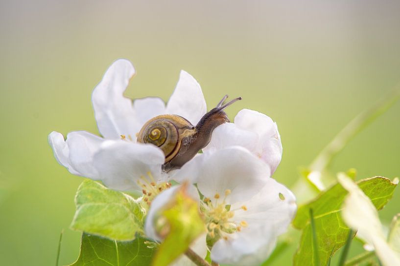 Frühlingsgefühle Schnecke auf einer Apfelblüte von Tanja Riedel