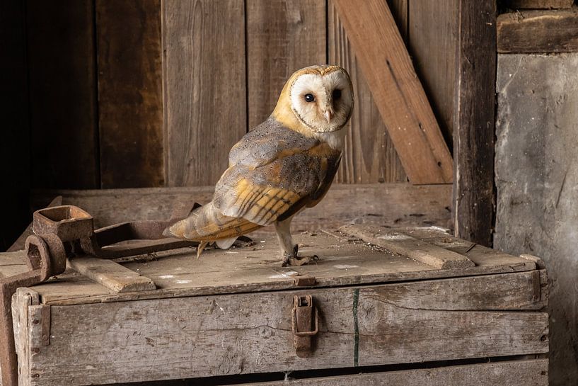 Barn owl, Tyto alba by Gert Hilbink
