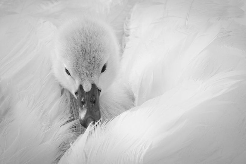 Jonge zwaan. von Karin Tebes