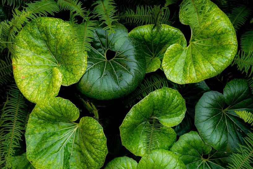 low-key leopard plant pattern background nature green leaves abstraction by Dieter Walther