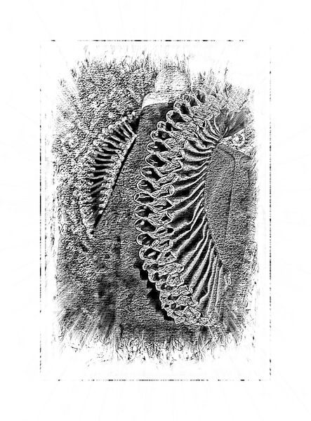 Historical collar depicted in black and white by Babette van den Berg