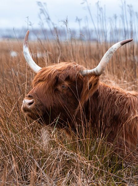 Scottish highlander in the grass by Lopen in de natuur