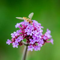 Hoverfly on purple verbena