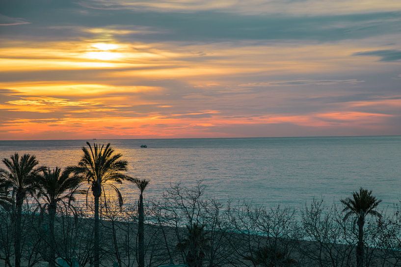 De relaxte palmboom von Justin Travel