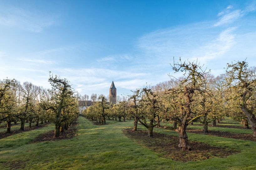 Zoelen kerk tussen boomgaard par Moetwil en van Dijk - Fotografie