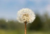 Seed and dandelion fluff ball