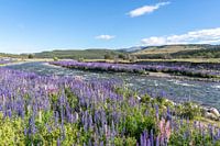 Lupin violet et rose au bord de la rivière