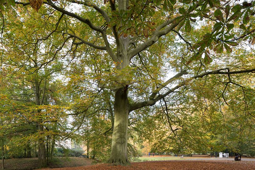 Woodland near Duin &amp; Kruidberg estate. by Apple Brenner