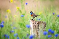 Blaukehlchen im Frühjahr