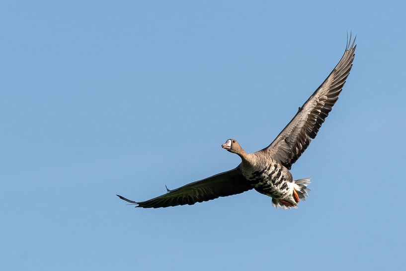 Die Gans im Himmel von Anges van der Logt