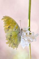 Porträt eines Afrikanischen Perlmutterfalters