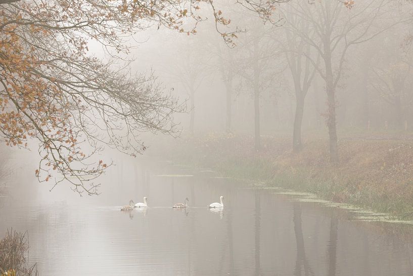 Cygnes dans le brouillard par KB Design & Photography (Karen Brouwer)