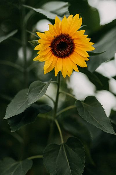 Tournesol, belle fleur jaune d'été sur fond vert | photo print | photographie par Yvette Baur