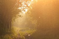 Early spring in the Merkske