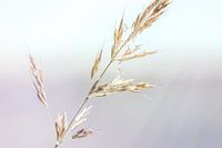 Gros plan sur de l'herbe dans un décor de conte de fées.