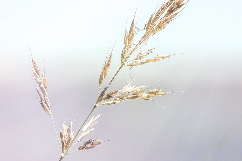 Gros plan sur de l'herbe dans un décor de conte de fées. par Made by Voorn