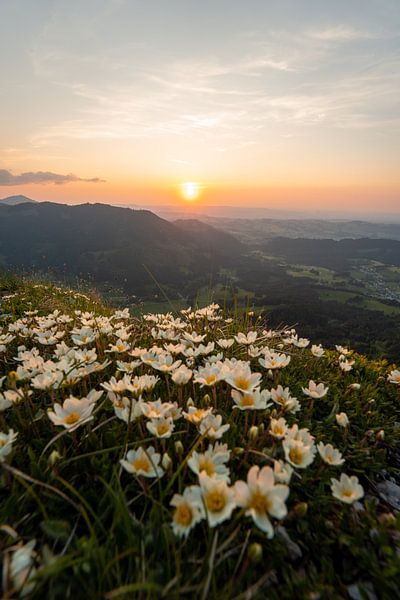 Flowery sunset at Sorgschrofen by Leo Schindzielorz