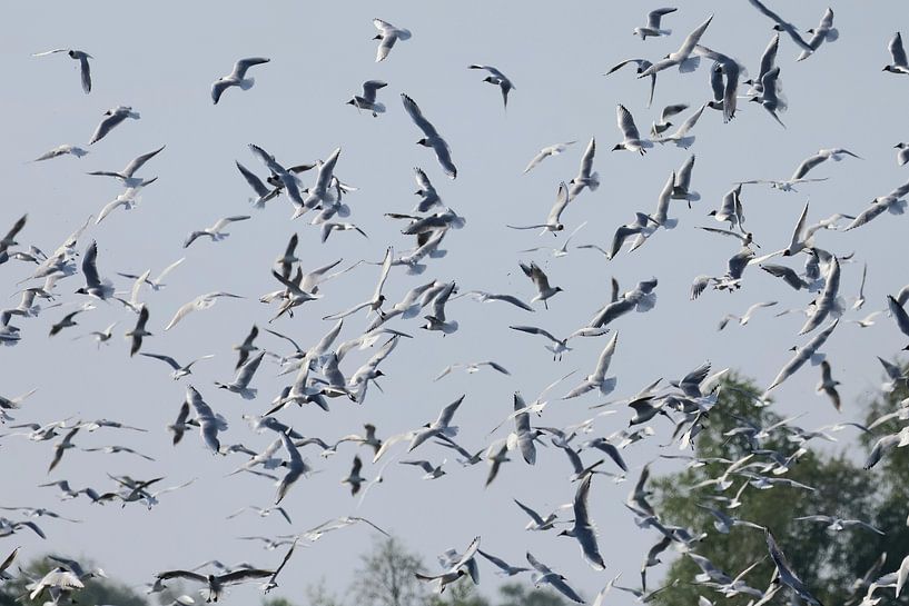 Kokmeeuwen bij het Zwillbrocker Venn net over de grens met Duitsland van Halte 26