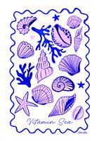 Sea Shells - Vitamin Sea