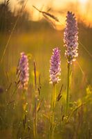 Sonnenaufgang mit wilden Orchideen auf Texel