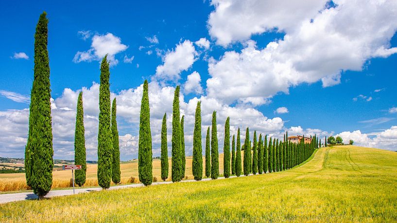 Allee der Zypressen, Val d'Orcia, Toskana. von Jaap Bosma Fotografie