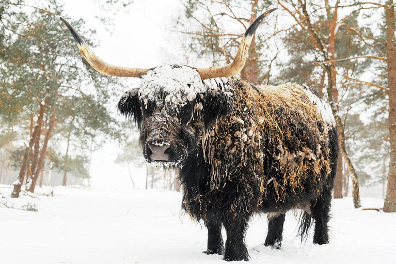 Schwarze schottische Highlander-Rinder im Winter im Schnee von Sjoerd van der Wal Fotografie