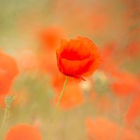 Färben Sie meinen Tag