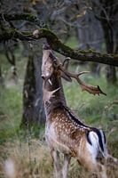 Cerfs dans les dunes