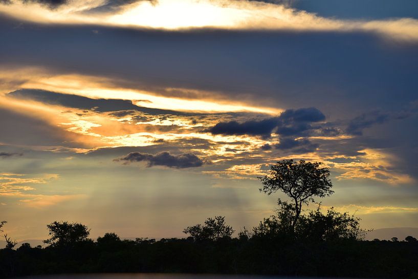Zonsondergang in Zuid Afrika, Manyeleti Game Reserve von Rebecca Dingemanse