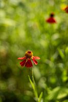 Summer flowers | Netherlands | August | photo of nature