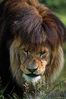 Lion regardant vers la gauche