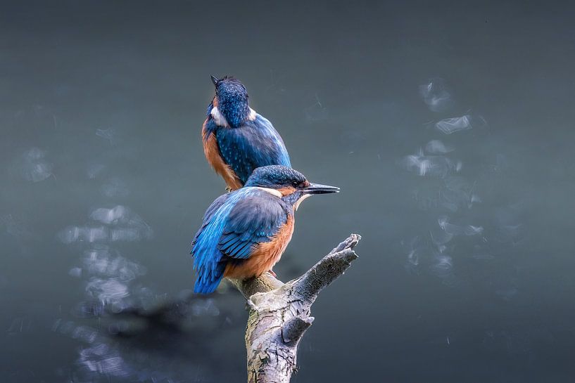 Pas un mais deux jeunes martins-pêcheurs sur une branche. par Janny Beimers