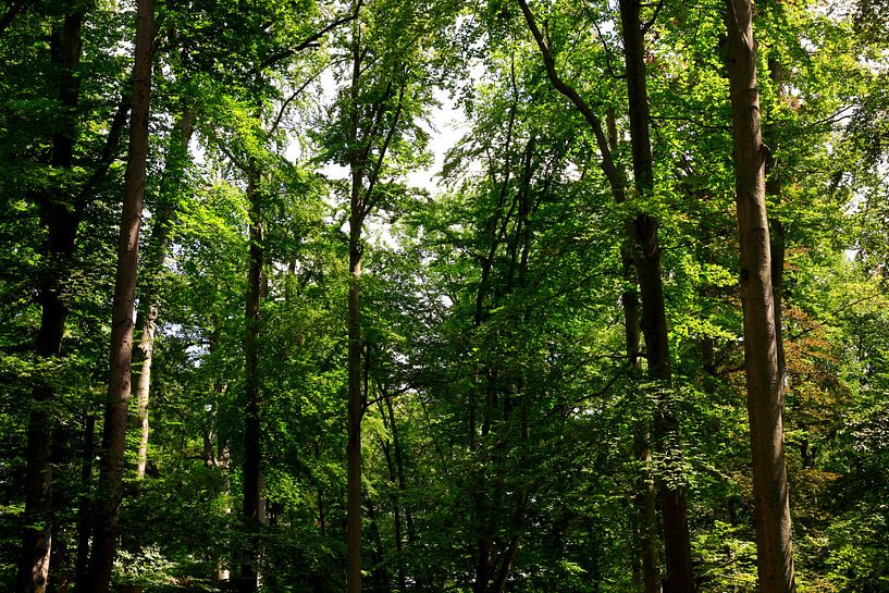 Forest by Thomas Jäger