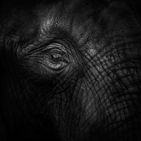 Oud oog olifant (gezien bij vtwonen)