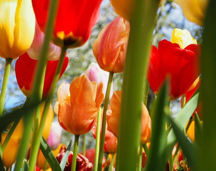 Glück von Odette Kleeblatt