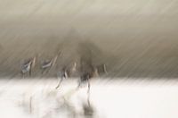 Impression von abfliegenden Gänsen