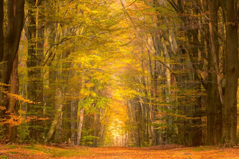 Pfad durch einen Buchenwald im Herbst von Sjoerd van der Wal Fotografie