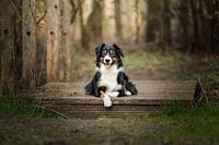Australian Shepherd Border Collie Cross / Hund / auf einer Brücke im Wald