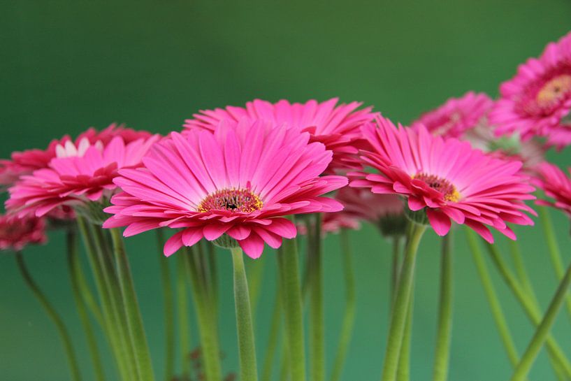 Gerbera Flowers Turquiose - Asteraceae by Christel Bekkers