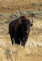 Bison du parc national de Yellowstone