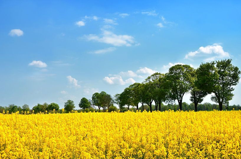 Rapsfeld von Violetta Honkisz