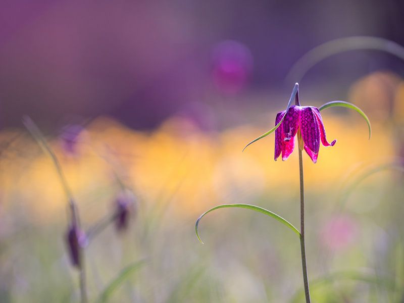 Kievitsbloemen in een veld von Esther van Lottum-Heringa