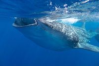 Whaleshark in Mexico