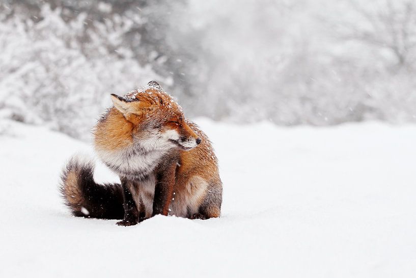 Fox in a Snowy Winter Wonderland by Roeselien Raimond