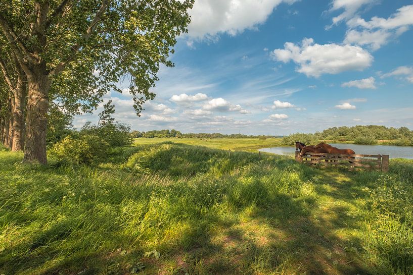 Les chevaux dans le paysage néerlandais par Moetwil en van Dijk - Fotografie