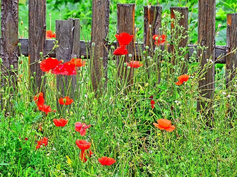 Holzzaun von Edgar Schermaul