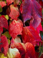 Die Herbstfarben sind immer etwas Besonderes