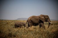 Elefantenmama und Elefantenbaby