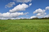 Ein Kleefeld im Sommer